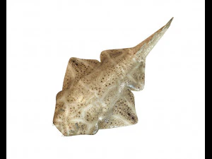 angel shark low poly fish 3D Model