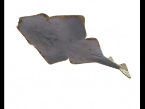 angel shark low poly fish Modèle 3D