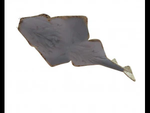 angel shark low poly fish 3D Model