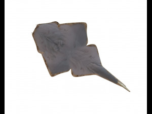 angel shark low poly fish Modèle 3D
