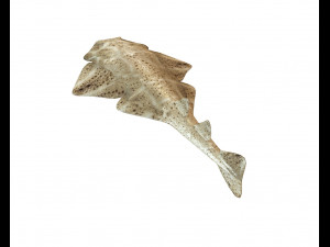 angel shark low poly fish Modèle 3D
