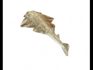 angel shark low poly fish 3D Model