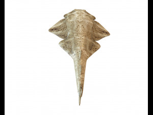 angel shark low poly fish Modèle 3D