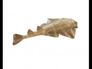 angel shark low poly fish Modèle 3D