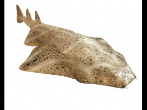 angel shark low poly fish Modèle 3D