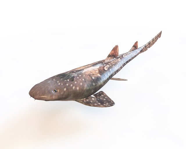 bamboo shark low poly fish 3D Модель .c4d .max .obj .3ds .fbx .stl .blend 