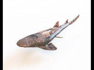 bamboo shark low poly fish 3D Model