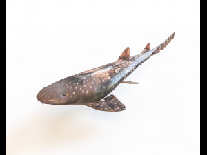 bamboo shark low poly fish Modelo 3D