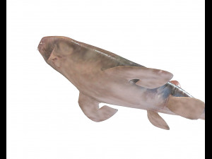 bamboo shark low poly fish 3D Модель