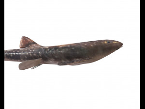 bamboo shark low poly fish 3D Модель
