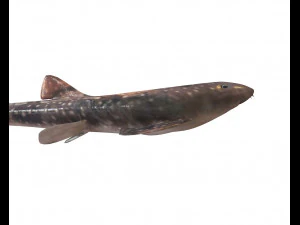 bamboo shark low poly fish 3D Model