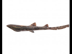 bamboo shark low poly fish 3D Модель