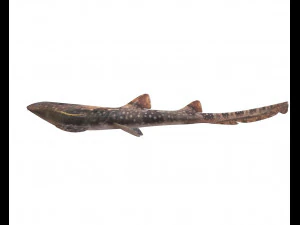bamboo shark low poly fish 3D Model