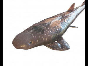 bamboo shark low poly fish 3D Модель