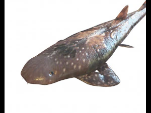 bamboo shark low poly fish 3D Model