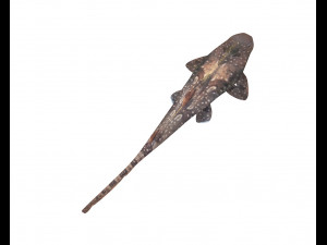 bamboo shark low poly fish 3D Модель