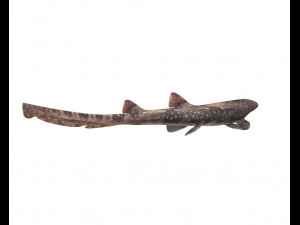 bamboo shark low poly fish 3D Модель