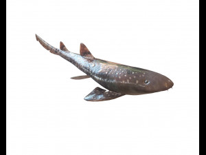 bamboo shark low poly fish 3D Модель