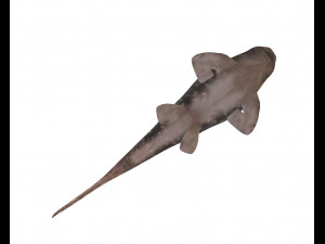 bamboo shark low poly fish 3D Модель