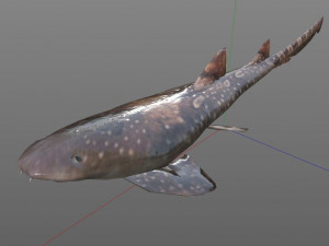 bamboo shark low poly fish 3D Модель