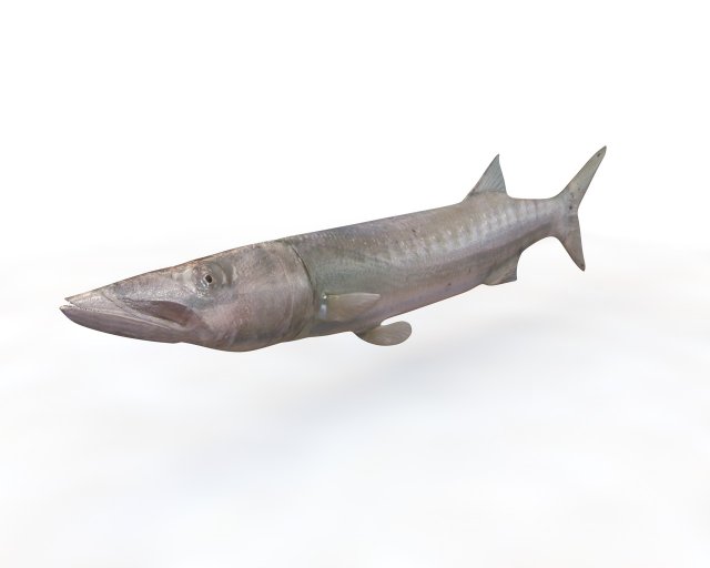 barracuda fish low poly Modelo 3D .c4d .max .obj .3ds .fbx .stl .blend 