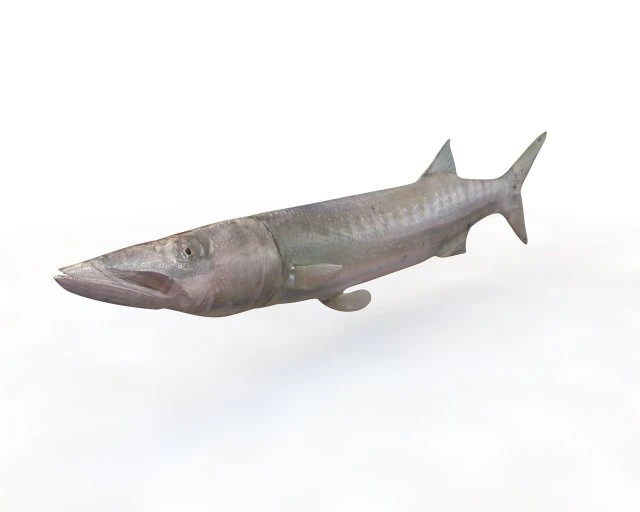 peixe barracuda baixo poli Modelo 3D .c4d .max .obj .3ds .fbx .stl .blend 