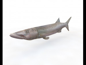 barracuda fish low poly 3D Model