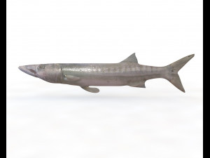 barracuda fish low poly Modelo 3D