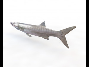 barracuda fish low poly Modelo 3D