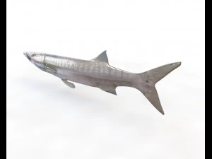 peixe barracuda baixo poli Modelo 3D
