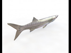 barracuda fish low poly Modelo 3D