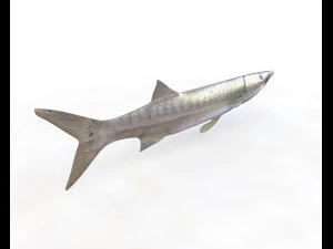 peixe barracuda baixo poli Modelo 3D