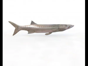 peixe barracuda baixo poli Modelo 3D