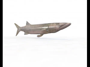 peixe barracuda baixo poli Modelo 3D