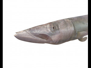 barracuda fish low poly Modelo 3D