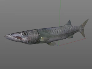 peixe barracuda baixo poli Modelo 3D
