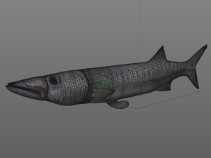barracuda fish low poly Modelo 3D