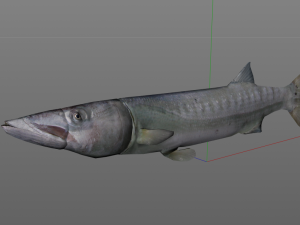 barracuda fish low poly Modelo 3D