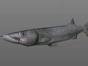 peixe barracuda baixo poli Modelo 3D