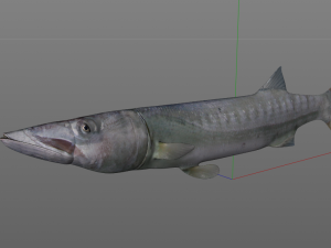barracuda fish low poly Modelo 3D