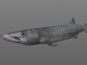 peixe barracuda baixo poli Modelo 3D