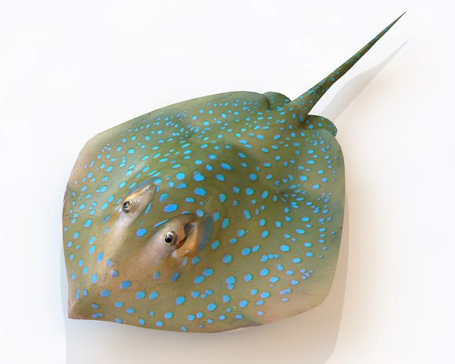 batoidea ray fish low poly 3D Model .c4d .max .obj .3ds .fbx .stl .blend 