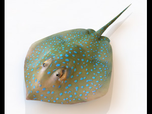 batoidea ray fish low poly 3D Model