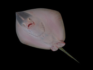 batoidea ray fish low poly 3D Model