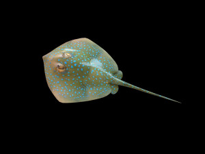 batoidea ray fish low poly 3D Model