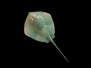 batoidea ray fish low poly 3D Model