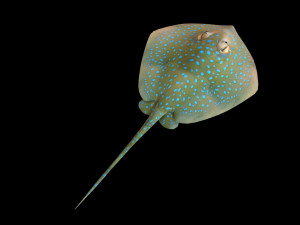 batoidea ray fish low poly 3D Model