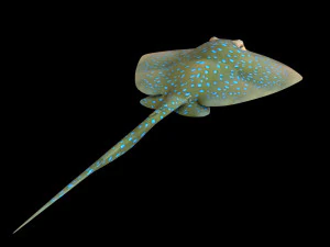 batoidea ray fish low poly 3D Model