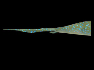 batoidea ray fish low poly 3D Model