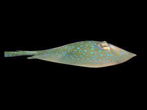 batoidea ray fish low poly 3D Model